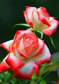 Epingle Par Nerline Joseph Sur Fleurs Fleur Jardin Fleurs Jardins