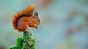 Image result for squirrel