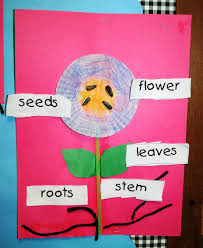 Carle then gives us a peek into how this seed transforms. 38 The Tiny Seed By Eric Carle Ideas The Tiny Seed Eric Carle Plants Unit