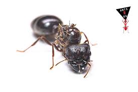 Image result for Maerua andradae