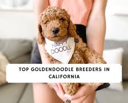 Keep in mind that the f1b will not necessarily look like a poodle or have the temperament of a poodle. 7 Best Goldendoodle Breeders In California 2021 We Love Doodles