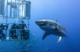 Es un pez carnívoro que come desde todo tipo de peces grandes y pequeños hasta cetáceos y otros tiburones. Tiburones Blancos Educacion Respeto Y Educacion