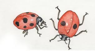 They can wreak havoc on your garden and plants. Good Bugs In The Garden And Six Really Bad Ones Oregonlive Com