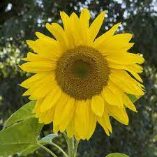 The leaves are alternate and both the leaves and stems have course hairs. Mammoth Sunflower Seeds Ferry Morse Home Gardening 202 S Washington St Norton Ma 02766