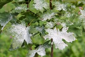 Fuliginea is the more common of the two, but they act the same way and are treated the same way, so you don't need. How To Get Rid Of Powdery Mildew On Plants Kellogg Garden Organics