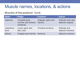 Ppt naming muscles powerpoint presentation free download id 624575 from image.slideserve.com this pair of muscles is located on each side of the rectus abdominis. Muscle Names Movement Ppt Download