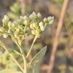 Image result for Pluchea dioscoridis