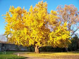 Ginkgo biloba trees by gaspar avila. Flowering Trees Ginkgo Biloba Tree Ginkgo Biloba