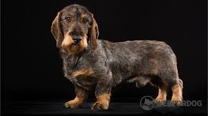 Image result for jezevčík drsnosrstý