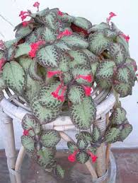 Image result for Episcia reptans