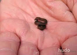 Tiny Baby Snake Baby Snakes Snake Tiny