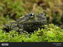 The mossy frog, also known as the vietnamese mossy frog, gets its common name from its camouflaged appearance. Vietnamese Mossy Frog Image Photo Free Trial Bigstock