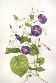 30 Morning Glory Drawings Photos Ideas Morning Glory Drawings Morning Glory Flowers Morning glory 'heavenly blue', grannyvine 'heavenly blue', ipomoea rubrocoerulea. 30 morning glory drawings photos ideas