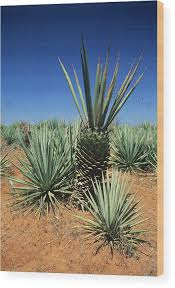Image result for Agave sisalana