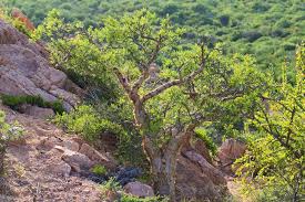 Image result for Burseraceae