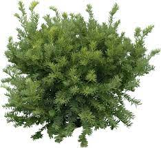 Fir Tree Png Image Trees Top View Tree Plan Png Fir Tree