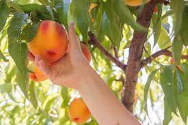 Is It Ripe Yet? How To Tell When To Harvest These 5 Fruits - Farmers'  Almanac - Plan Your Day. Grow Your Life.