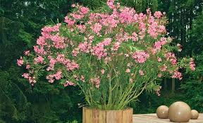 Die meisten sorten der auch als rosenlorbeer bekannten pflanze überstehen den winter bei uns im. Oleander Uberwintern Selbst De