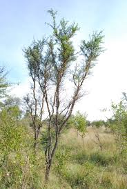 Image result for Acacia exuvialis