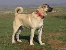 Cute Kangal Dog Photo Kangal Dog Dog Breeds Livestock Guardian Dog