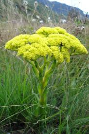 Image result for Crassula vaginata