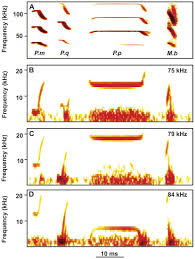 Journal of computational and theoretical nanoscience. Can Echolocation Calls Of Cuban Mormopid Bats Visualized Through A Heterodyne System