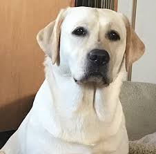 Akc registered puppies, designer breed puppies Cold Creek Farms Yellow Labradors Our Dogs Breeders Oregon Labs Labrador Yellow Labrador Retriever Dog Nursery