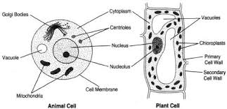 Plant cell, the basic unit of all plants. Plant Cell And Animal Cell Hasanul007 S Blog