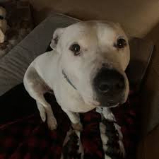 Maybe you would like to learn more about one of these? Sierra Pet Clinic 32 Photos 57 Reviews Veterinarians 10411 River Park Pl Truckee Ca Phone Number