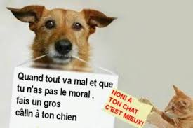 RÃ©sultat de recherche d'images pour "humourtop.com avec chats"