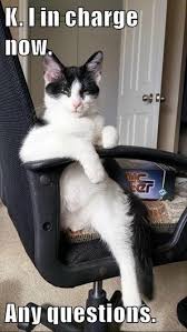 Any Questions Funny Animals Funny Animal Pictures Funny Cute Cats