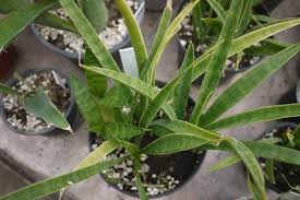 Image result for Sansevieria dooneri