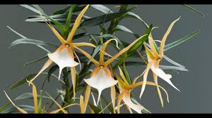 Image result for Angraecopsis gassneri