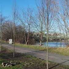 Das Gartenbauamt Hat 62 Neue Baume Am Geestedamm Nahe Des Geestebogens Gepflanzt Diese Massnahme Wertet Das Kapitansviertel Weiter Plants Sidewalk Structures