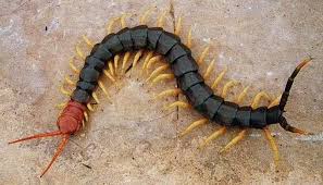 A cover shooter that struggles to justify its cover charge. Tifu By Meeting Satan S Centipede Tifu