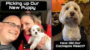 Picking up our New Zuchon puppy