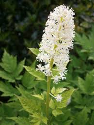 Image result for Blumea adamsii