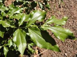 Image result for Strychnos lucens