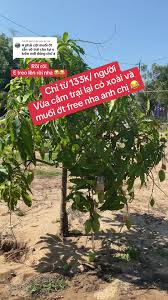 Trả lời @An An em treo roài chị nha :))). Không phải nói chứ camp chìu  khách nhất quả đất ha 😂 #timocamping #bokelocan #PhuocHai  #langchaiphuochai #camtrai #camping #vungtau #camtraivungtau #bien