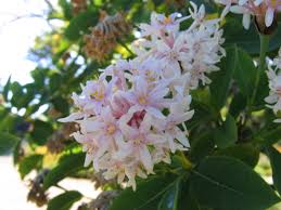 Apple valley is considered zone 4. Dais Cotinifolia