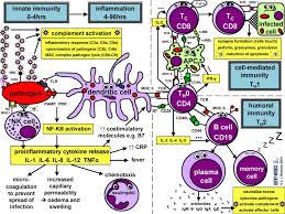 Immune Response Immune Cell Types Geeky Medics