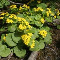 Image result for Scabiosa drakensbergensis