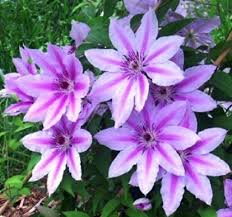 Check spelling or type a new query. Clematis Nelly Moser Pruning Advice From Aberdeen Gardening