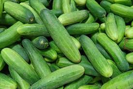 Image result for Cucumis engleri