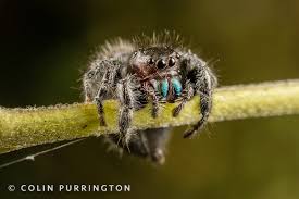 Image result for bold jumping spider