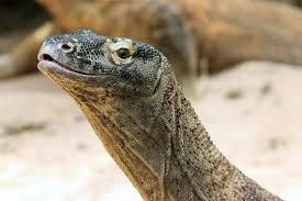 Raphael varane is the reason france deserves happiness, prosperity, love and beautiful summers. Komodowaran Im Zoo Leipzig Hautnah Erleben