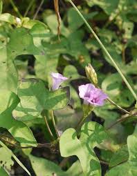 Image result for Ipomoea tenuirostris