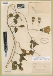 Image result for Merremia pterygocaulos