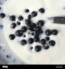 Image result for Cissus nigropilosa