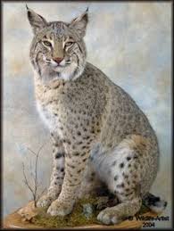 Wildlife Decor Bobcat Mount Taxidermy Full Body Wildlife Decor Bobcat Mounts Taxidermy Taxidermy Mounts